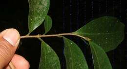 Imagem de Desmopsis bibracteata (B. L. Rob.) Saff.