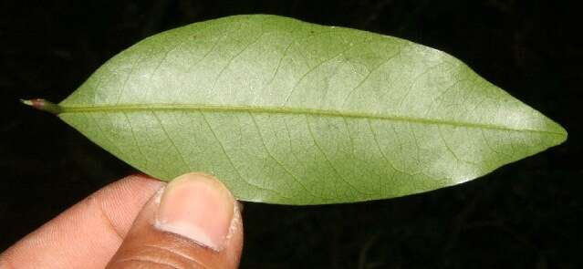 Imagem de Desmopsis bibracteata (B. L. Rob.) Saff.