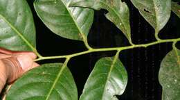 Image of Diospyros digyna