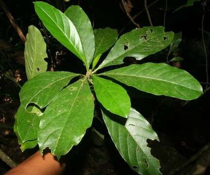 Imagem de Tetrorchidium rotundatum Standl.