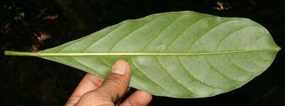 Imagem de Tetrorchidium rotundatum Standl.