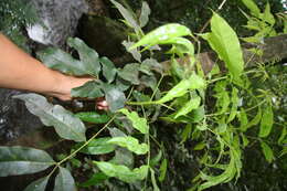 Image of Tapirira mexicana March.