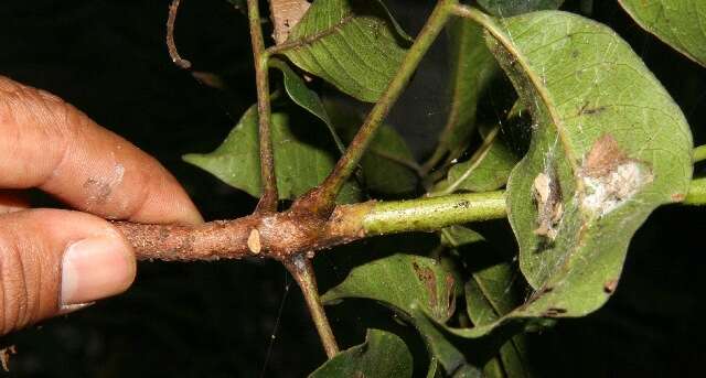 Image of Tapirira mexicana March.