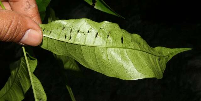 Image of Tapirira mexicana March.