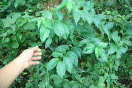 Image of Machaonia erythrocarpa (Standl.) Borhidi