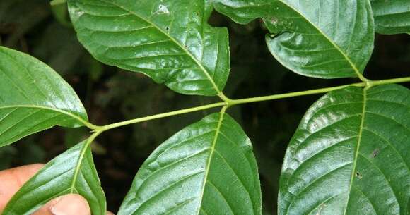 Image of Machaonia erythrocarpa (Standl.) Borhidi