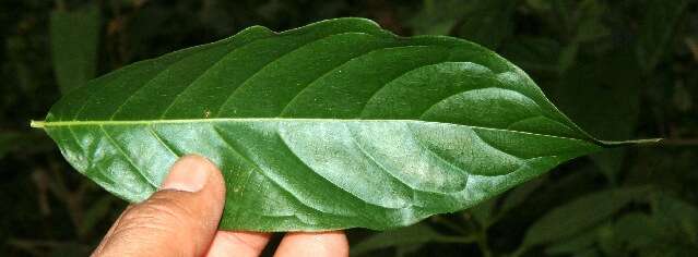 Image of Machaonia erythrocarpa (Standl.) Borhidi