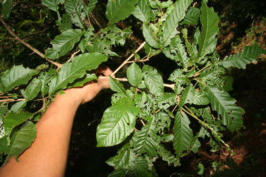 Vitex cooperi Standl.的圖片