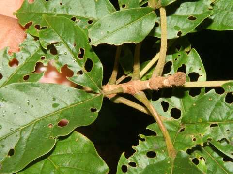 Image of Cuajado fiddlewood