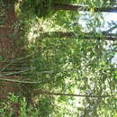 Image of <i>Critonia morifolia</i>