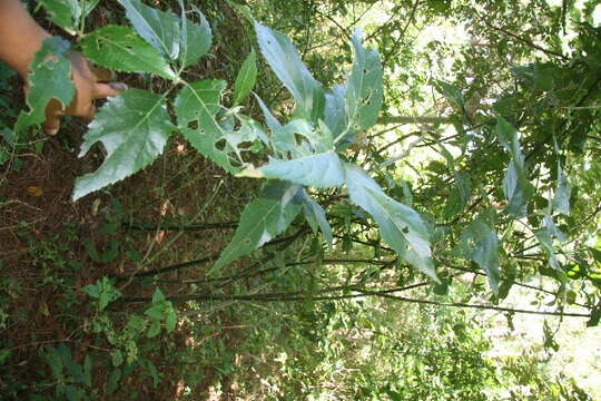 Image of Critonia morifolia (Mill.) R. King & H. Rob.