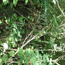 Image of woodland tribisee