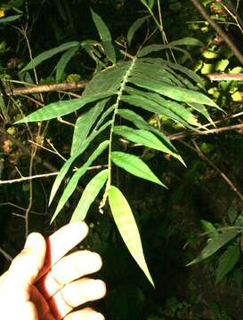 Plancia ëd Lasiacis maculata (Aubl.) Urb.