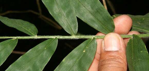 Imagem de Lasiacis maculata (Aubl.) Urb.