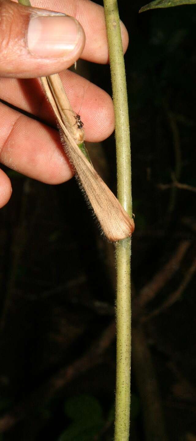 Image of woodland tribisee