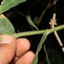 Image of woodland tribisee