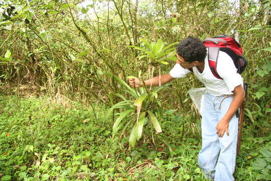 Werauhia barii (J. F. Morales) J. F. Morales的圖片