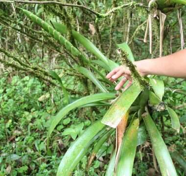 Werauhia barii (J. F. Morales) J. F. Morales的圖片