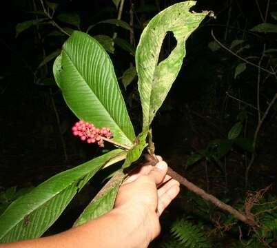 Image de Hymenandra sordida (C. L. Lundell) J. J. Pipoly & J. M. Ricketson