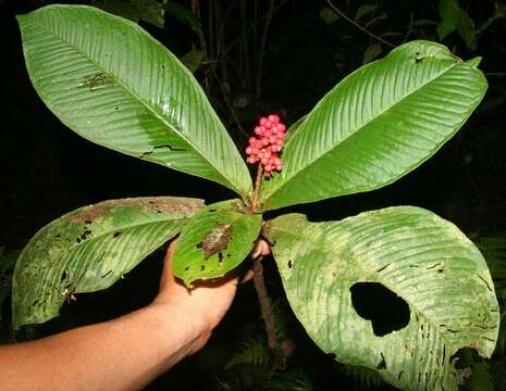 Image de Hymenandra sordida (C. L. Lundell) J. J. Pipoly & J. M. Ricketson