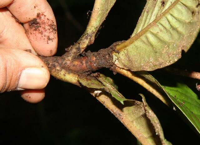 Plancia ëd Hymenandra sordida (C. L. Lundell) J. J. Pipoly & J. M. Ricketson