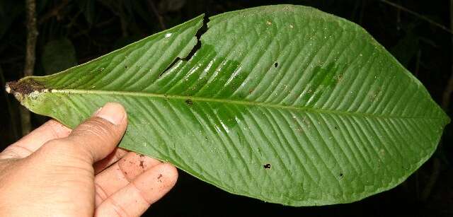 Plancia ëd Hymenandra sordida (C. L. Lundell) J. J. Pipoly & J. M. Ricketson