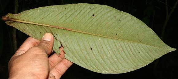 Image de Hymenandra sordida (C. L. Lundell) J. J. Pipoly & J. M. Ricketson