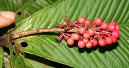 Image of Hymenandra sordida (C. L. Lundell) J. J. Pipoly & J. M. Ricketson