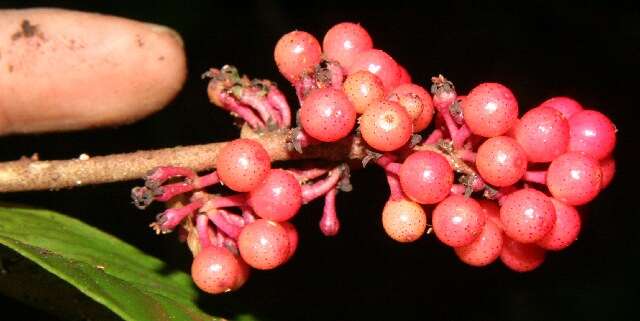 Image of Hymenandra sordida (C. L. Lundell) J. J. Pipoly & J. M. Ricketson