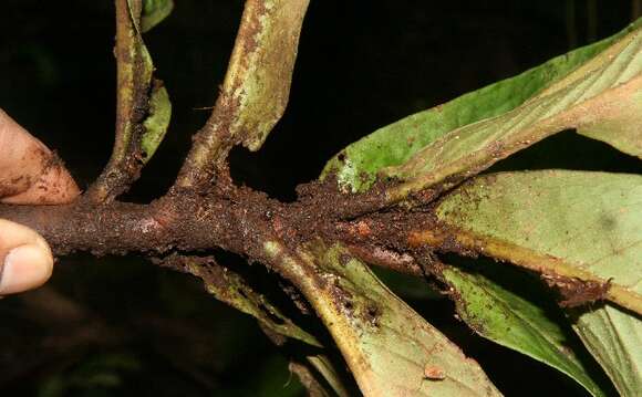 Image de Hymenandra sordida (C. L. Lundell) J. J. Pipoly & J. M. Ricketson