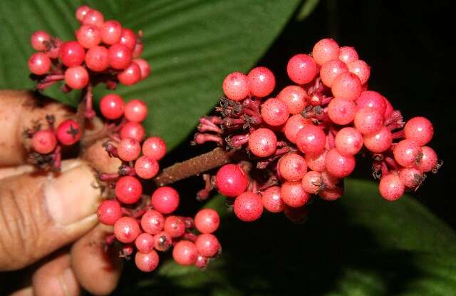 Image of Hymenandra sordida (C. L. Lundell) J. J. Pipoly & J. M. Ricketson