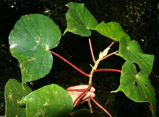 Image of Begonia multinervia Liebm.