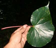 Image of Begonia multinervia Liebm.