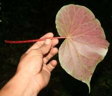 Image of Begonia multinervia Liebm.