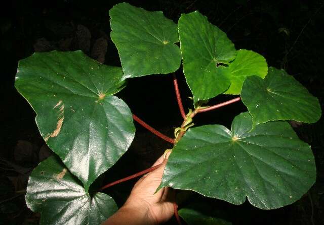 Image of Begonia multinervia Liebm.