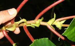 Image of Begonia multinervia Liebm.