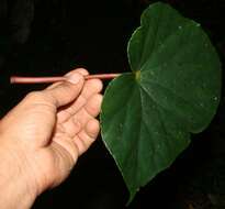 Image of Begonia multinervia Liebm.
