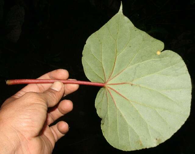 Image of Begonia multinervia Liebm.