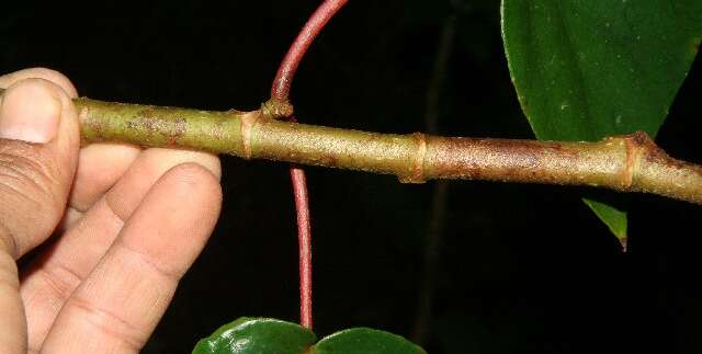 Image of Begonia multinervia Liebm.