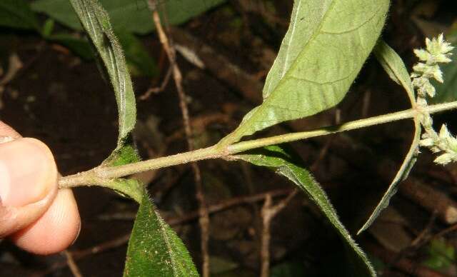 Image of Chaff-flower