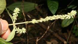 Image of Chaff-flower