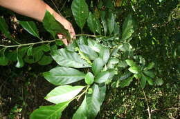 Image of Solanum rovirosanum J. D. Sm.