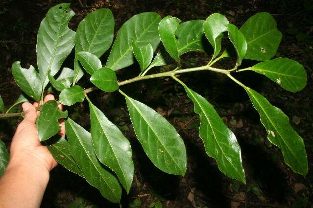 Image of Solanum rovirosanum J. D. Sm.