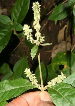 Image of Chaff-flower