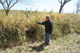 Image of Crotalaria maypurensis Kunth