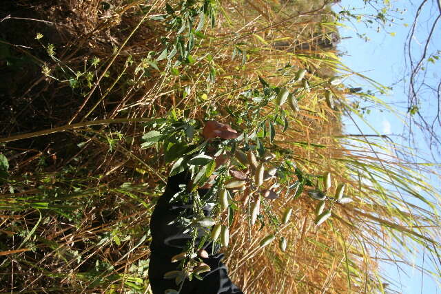 Image of Crotalaria maypurensis Kunth