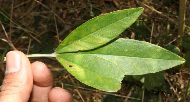 Image of Crotalaria maypurensis Kunth