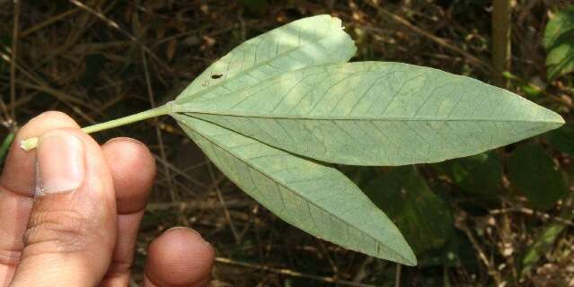 Image of Crotalaria maypurensis Kunth