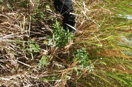Image of Crotalaria maypurensis Kunth