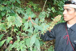 Image of Kohleria spicata (Kunth) Oerst.